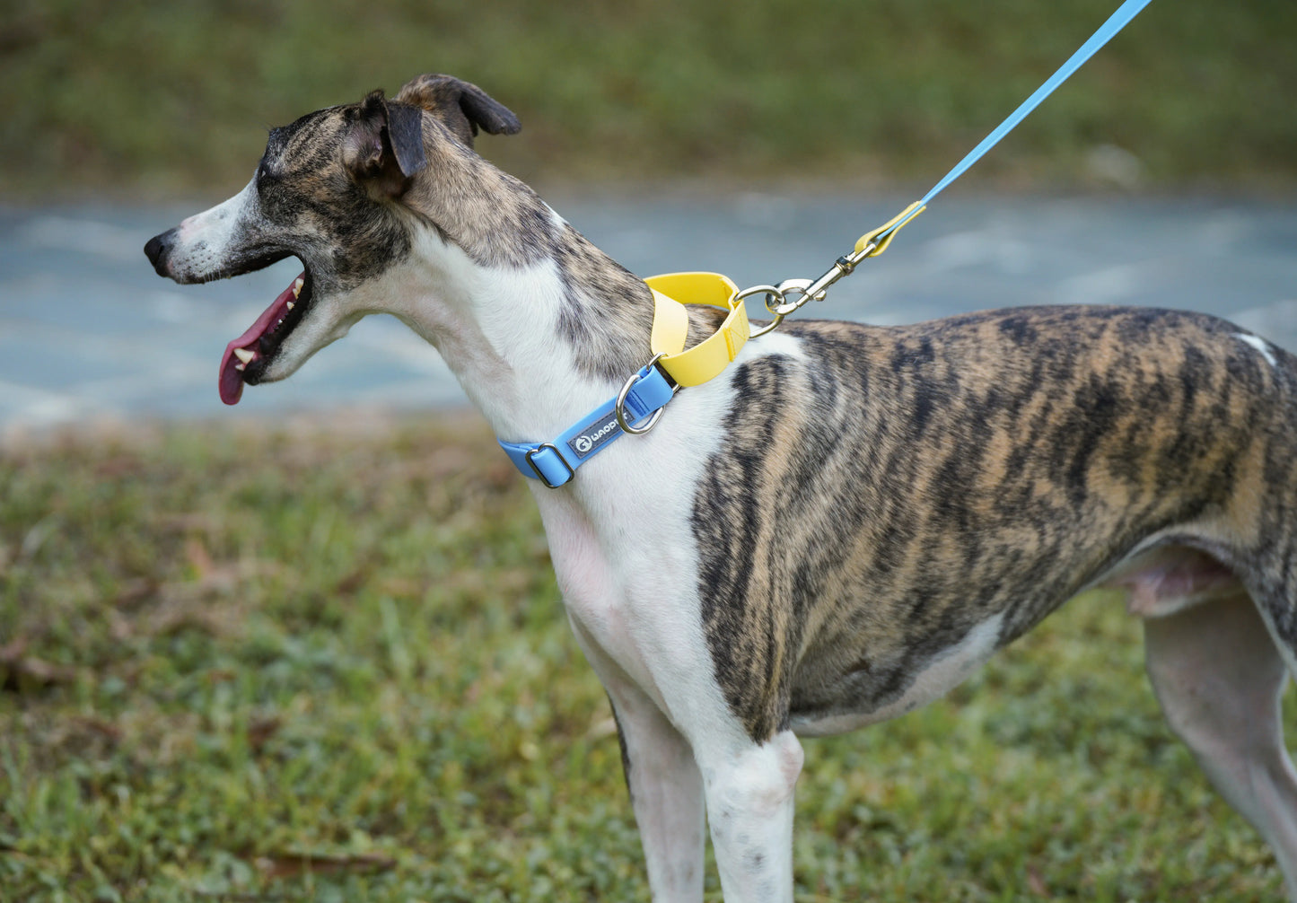 Contrasting Colors Waterproof Dog Collar