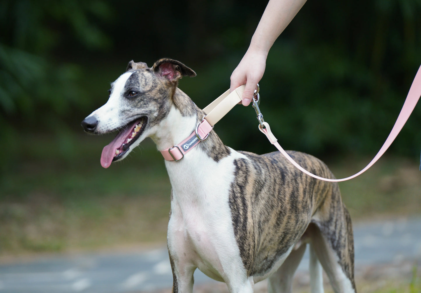 Contrasting Colors Waterproof Dog Collar