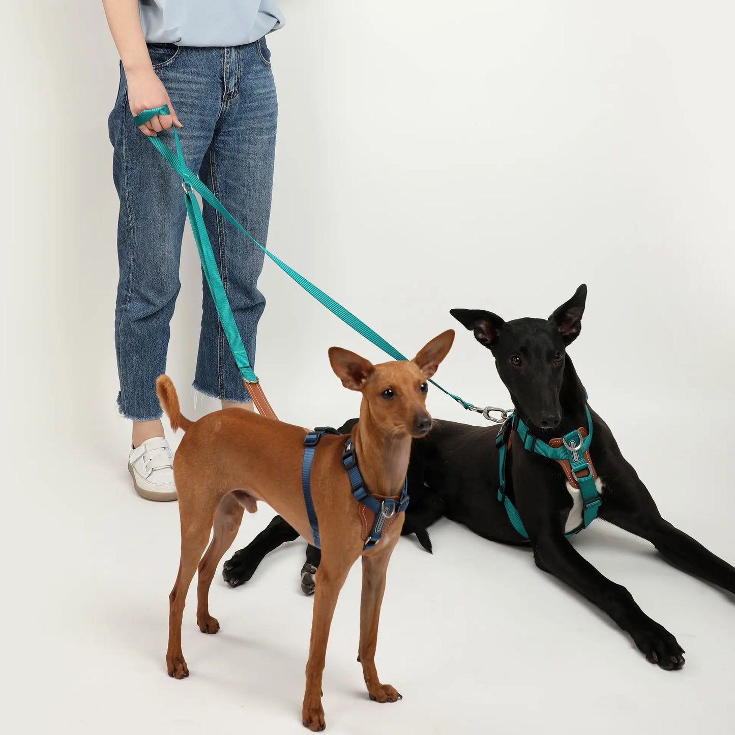 Hands Free Dog Harness Walk Kit