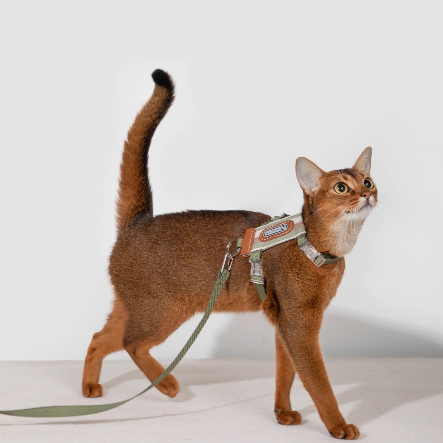 Striped Cat  Harness & Leash Set