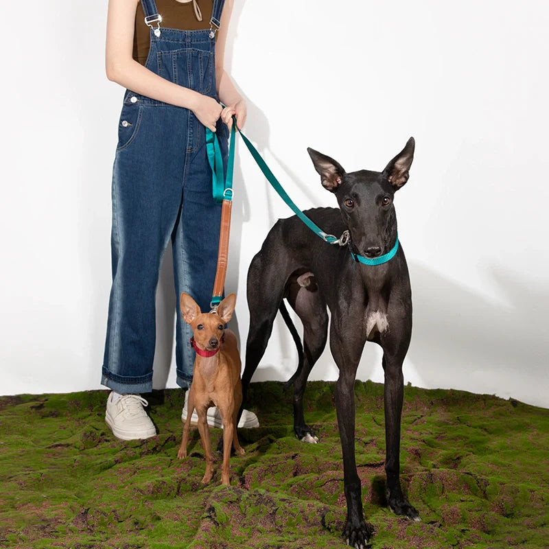 Leather-Stitched Dog Collar