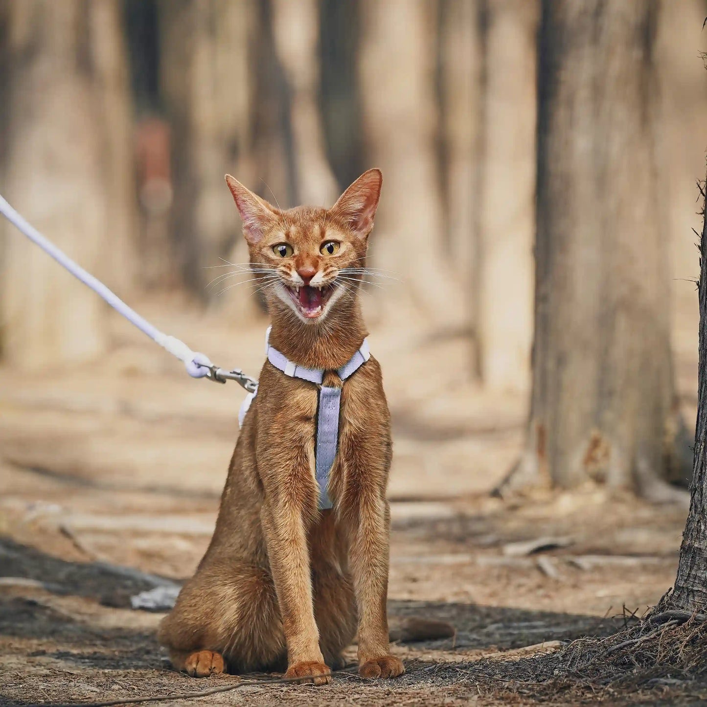 Outdoor Cat