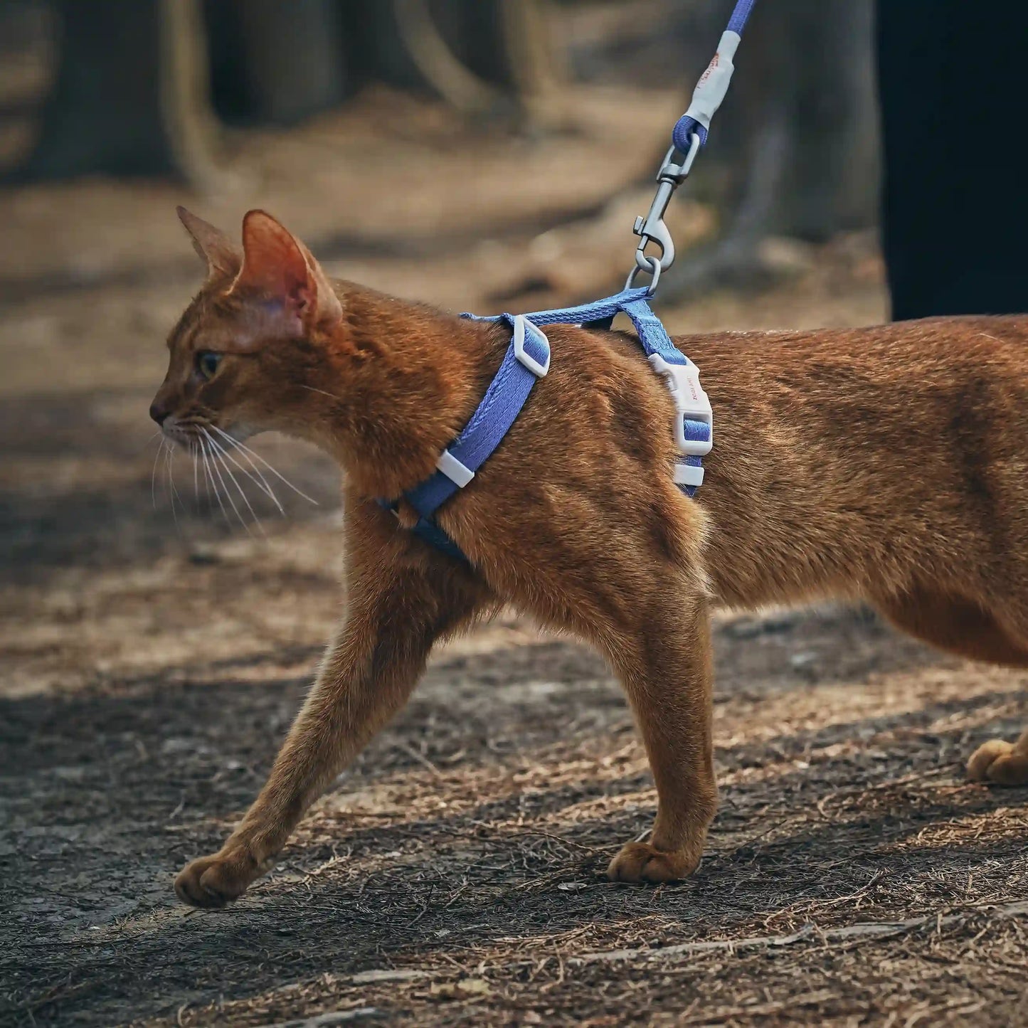 Outdoor Cat