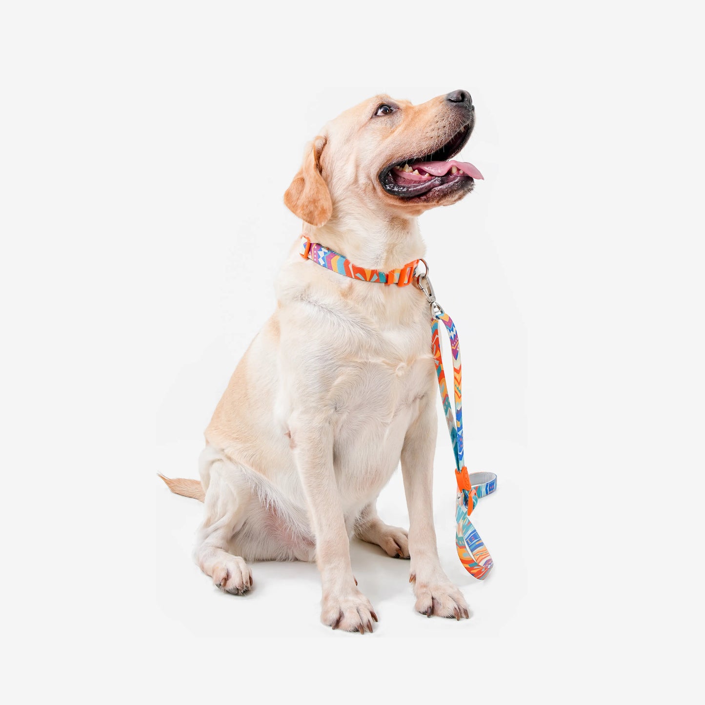 Adjustable Color-Blocked Dog Collar & Leash Kit