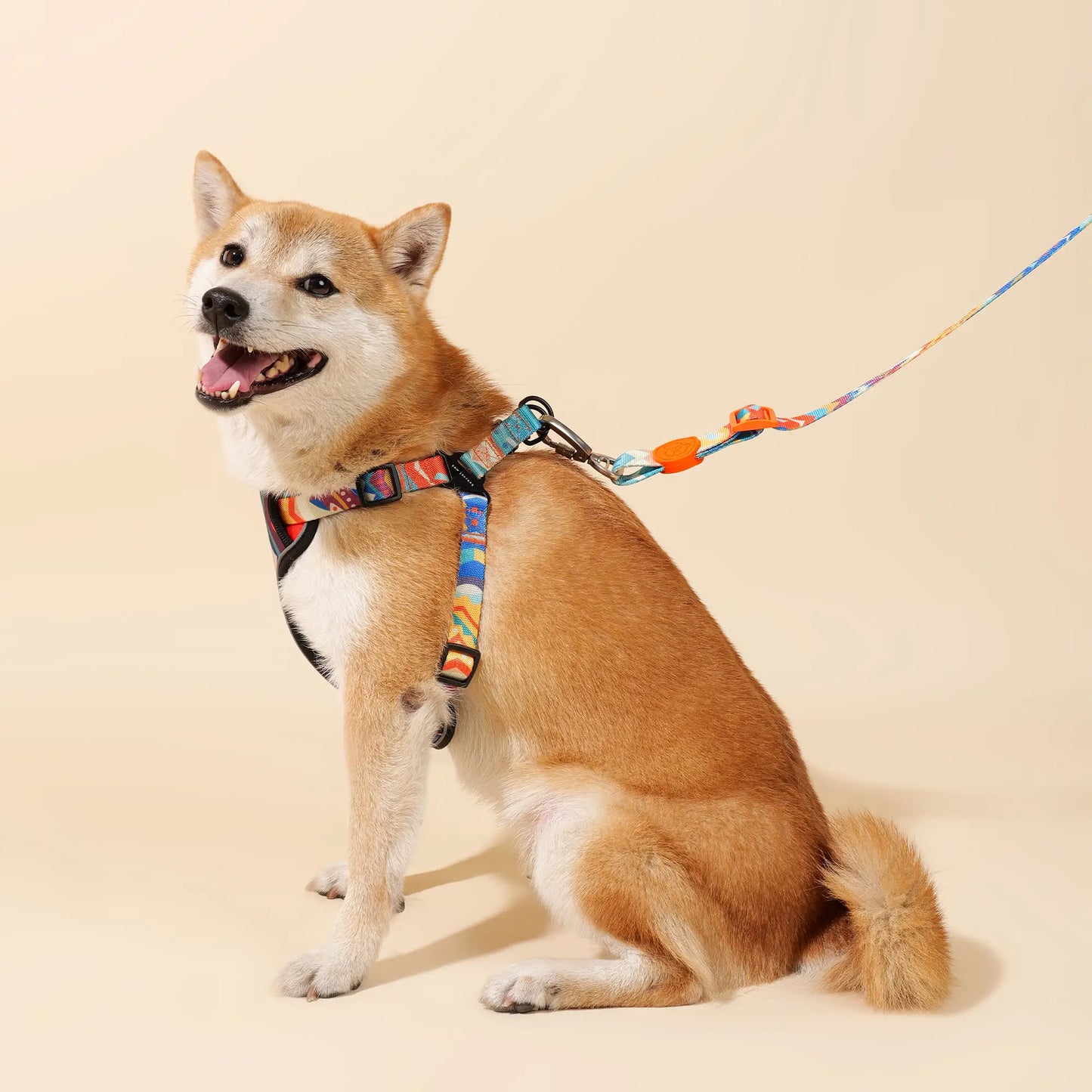 Adjustable Color-Blocked Dog Harness & Leash Kit