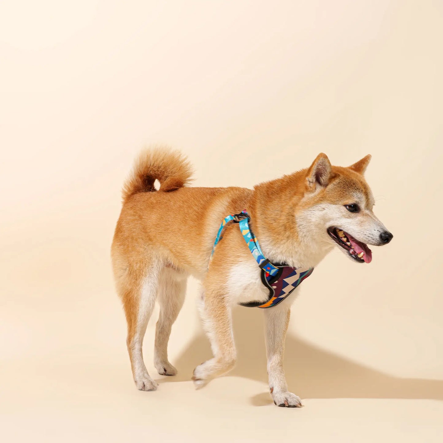 Adjustable Color-Blocked Dog Harness & Leash Kit