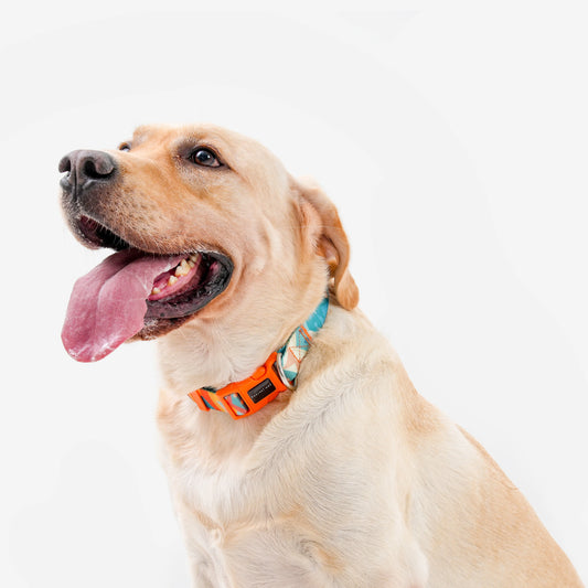 Bright Color-Blocked Dog Collar