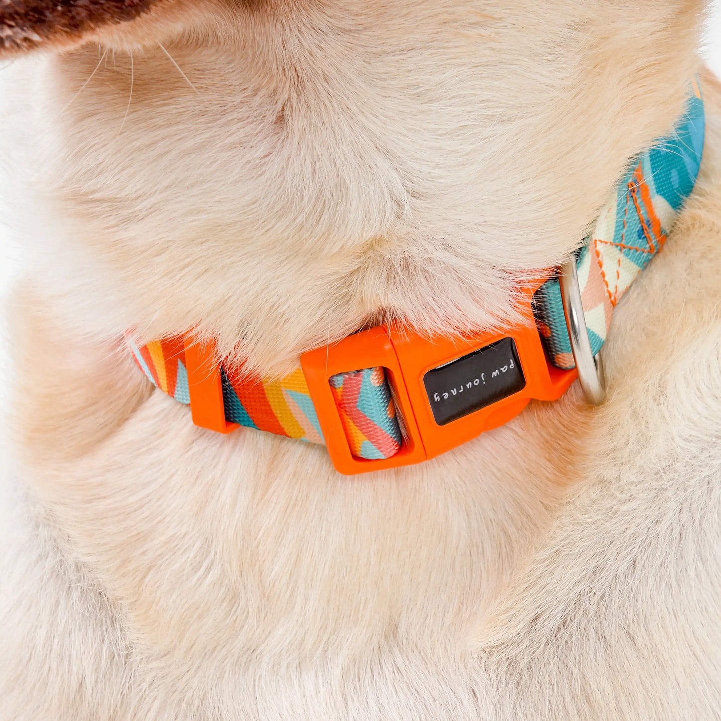 Bright Color-Blocked Dog Collar