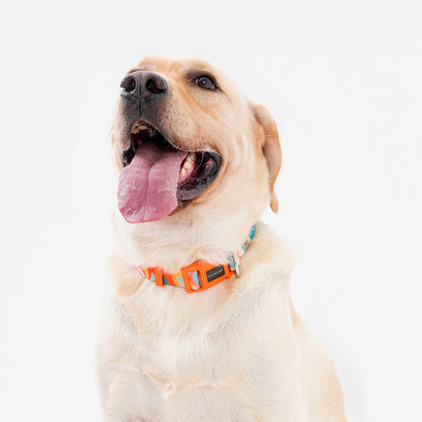 Bright Color-Blocked Dog Collar