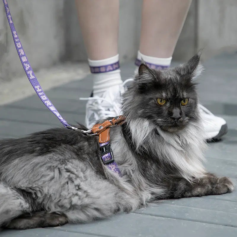 Adjustable Cat Harness & Leash Kit