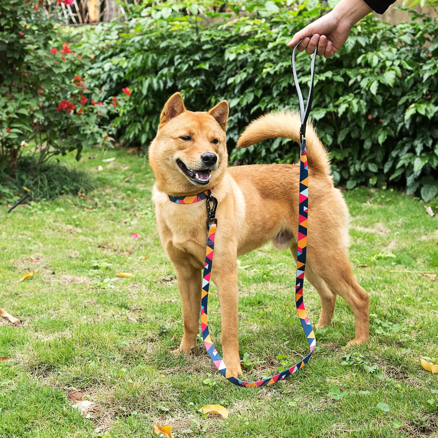 Metal Buckle Dog Collar